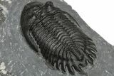 Hollardops Trilobite - Preserved Eye Facets #223650-4